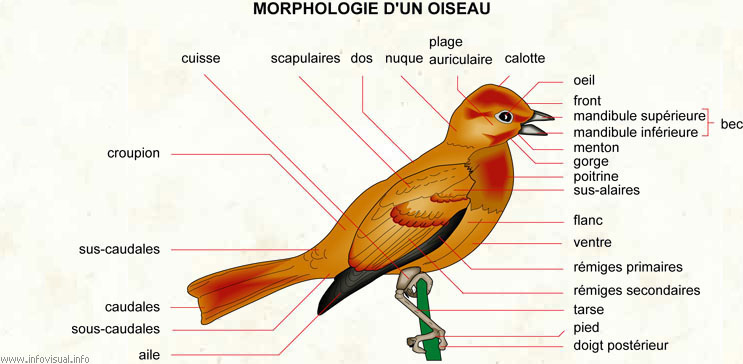 Oiseau (Dictionnaire Visuel)